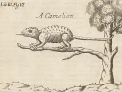 George Whelers Zeichnung eines Chamäleons, das auf dem Ast eines Baumes sitzt