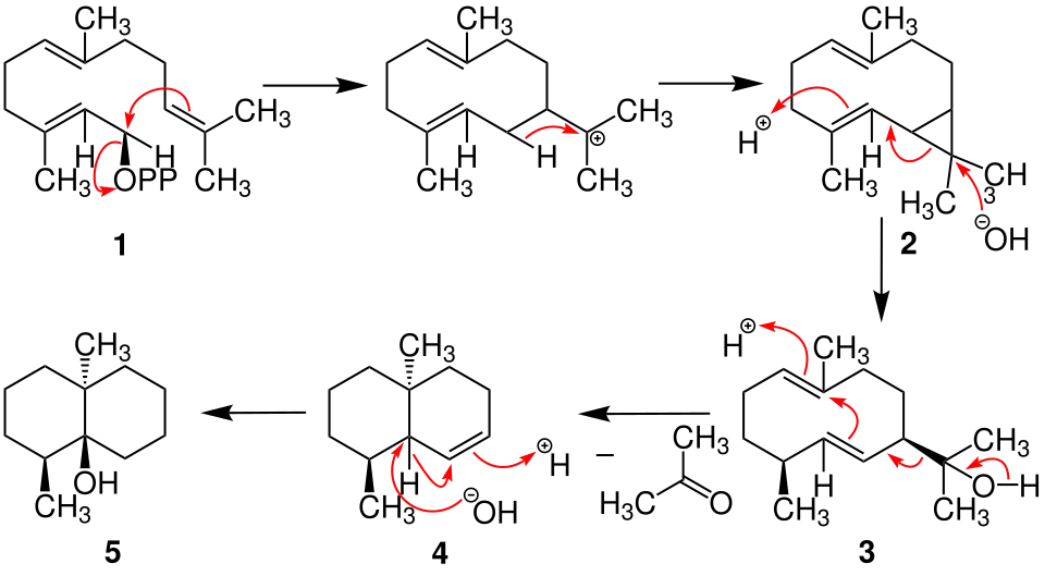 Biosynthese von Geosmin
