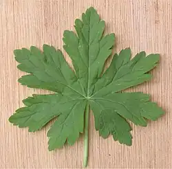 Handförmig geteiltes Blatt von Geranium macrorrhizum mit gelappten bis gesägten, gekerbten Lappen