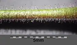 Blütenstiel mit gebogenen Haaren und längeren Drüsenhaaren