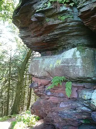 Gipfelregion des Rehbergs: Gesteinsformationen der Rehbergschichten