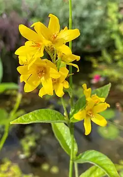 Gilbweiderich (Lysimachia vulgaris)