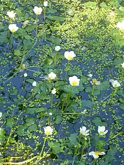 Gewöhnlicher Wasserhahnenfuß (Ranunculus aquatilis)