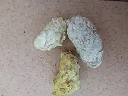 Gewölle eines Waldkauzes