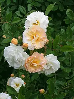 ‘Ghislaine de Féligonde’, Eugène Turbat, 1916