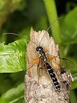 Rhyssa persuasoria ♂