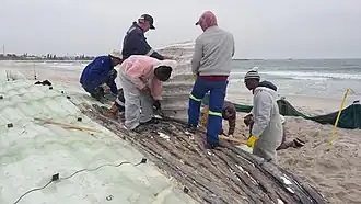 Rückseite der Abgussplatten mit den Details der Walhaut