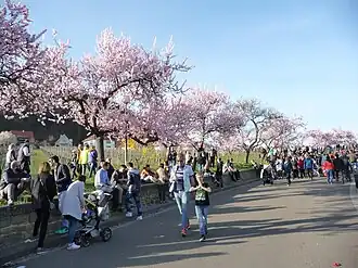 Mandelallee am Neuberg