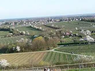 Blühende Mandelbäume in der Ebene