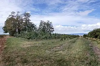 Der sanft geschwungene Gipfel des Mainzer Berges. Rechts im Hintergrund der Taunus, auf der anderen Rheinseite