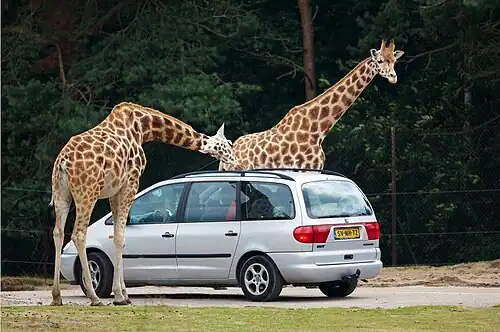 Giraffen bei der Auto-Safari