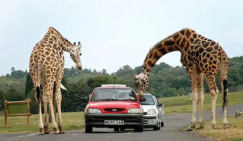 Giraffen, West Midland Safari & Leisure Park