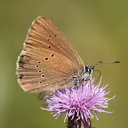 Dunkler Wiesenknopf-Ameisenbläuling
