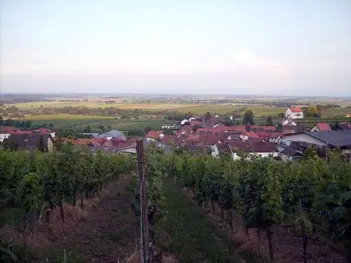 Blick über die Weinberge auf Gleiszellen