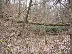 Schlucht mit Totholz