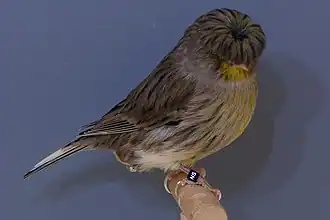 Gloster Fancy Corona Melanin