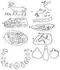 Objets en pierre avec dessins et signes[15]