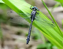 2017 Gemeine Keiljungfer