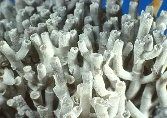 Goniocora pumila, Sl. Gottwald