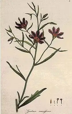 Scaevola ramosissima