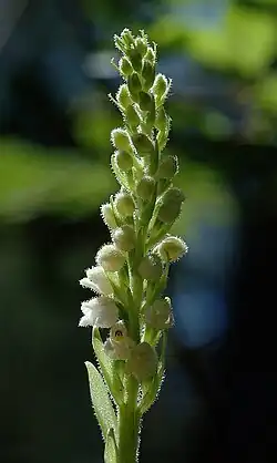 Kriechendes Netzblatt (Goodyera repens) Blütenstand