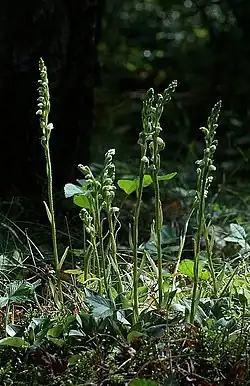 Kriechendes Netzblatt (Goodyera repens) Kleiner Bestand