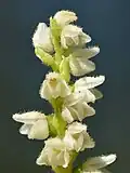 Kriechendes Netzblatt (Goodyera repens) Blüten