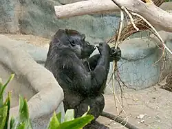Westlicher Flachlandgorilla
