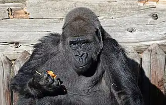 Westlicher Flachlandgorilla