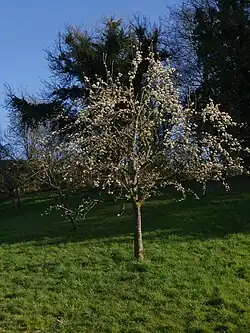 Ganzer (junger) Baum