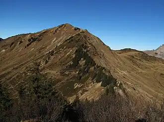 Grünhorn aus Süden