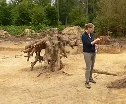 Grabungsleiterin Simone Arnhold im Zentrum des ausgegrabenen Grabhügels neben einer freigelegten Baumwurzel