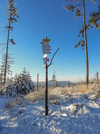 Bewaldeter Gipfelbereich