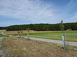 NW-Ecke des Waldgebiets