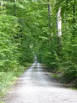 Schnurgerader Waldweg