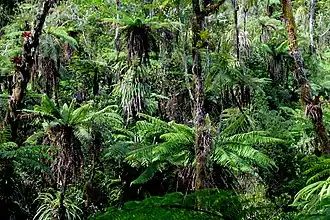 Baumfarne in Grande Colline