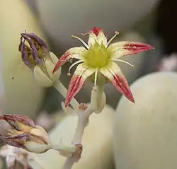 Graptopetalum amethystinum, Blüte