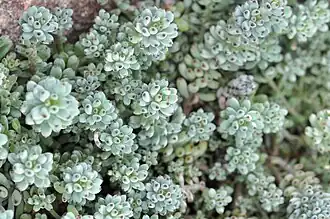 Graptopetalum pachyphyllum in der Sukkulenten-Sammlung Zürich