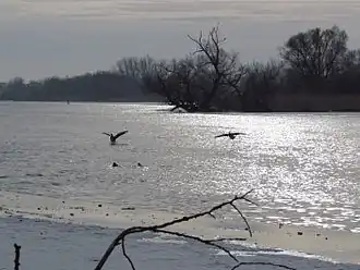 Graugänse im Naturschutzgebiet Untere Havel Süd