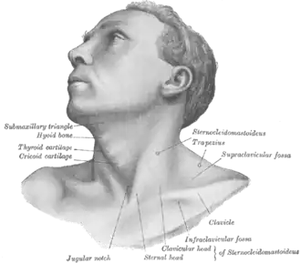 Oberflächenanatomie des M. sternocleidomastoideus (bei einem an einem Torticollis Erkrankten)