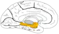 Mediale Fläche der linken Gehirnhälfte (Gyrus parahippocampalis orange).