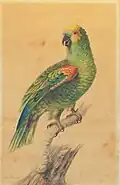 Green Parrot, 1785, Arader Galleries, New York City
