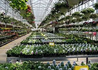 Innenansicht eines Gewächshauses