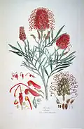 Grevillea banksii