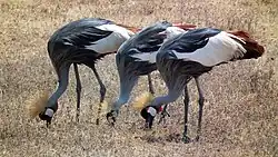 Südafrika-Kronenkraniche in Tansania