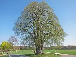 Große Linde bei Teuchatz