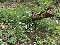 Große Sternmiere (Stellaria holostea)