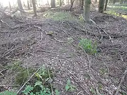 Großsteingrab Bornsen 1