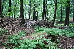 Großsteingrab Drangstedt 2