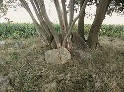 Großsteingrab Schwagstorf 3